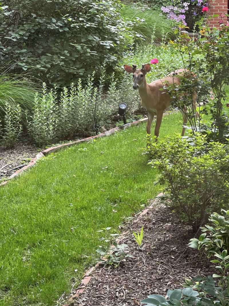 Ripening Garden Crops Put Dinner Within Easy Reach