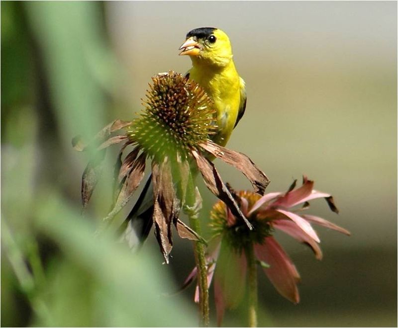 Ripening Seedheads Bring Them Back More Often Ripening Seedheads Bring Them Back More Often