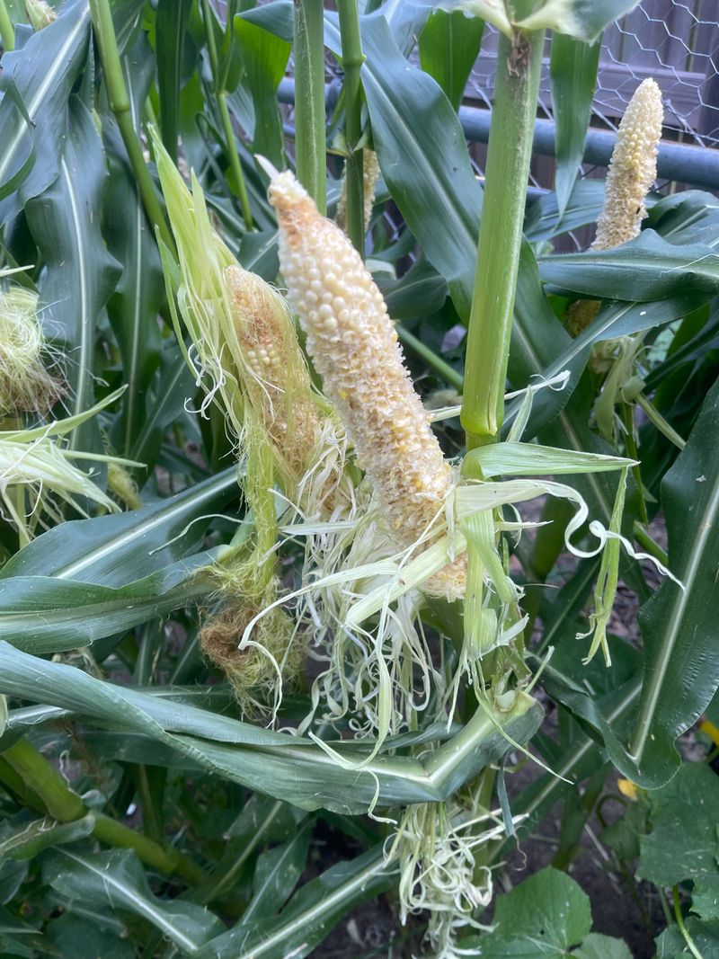 Ripening Sweet Corn Offers An Easy Meal Ripening Sweet Corn Offers An Easy Meal