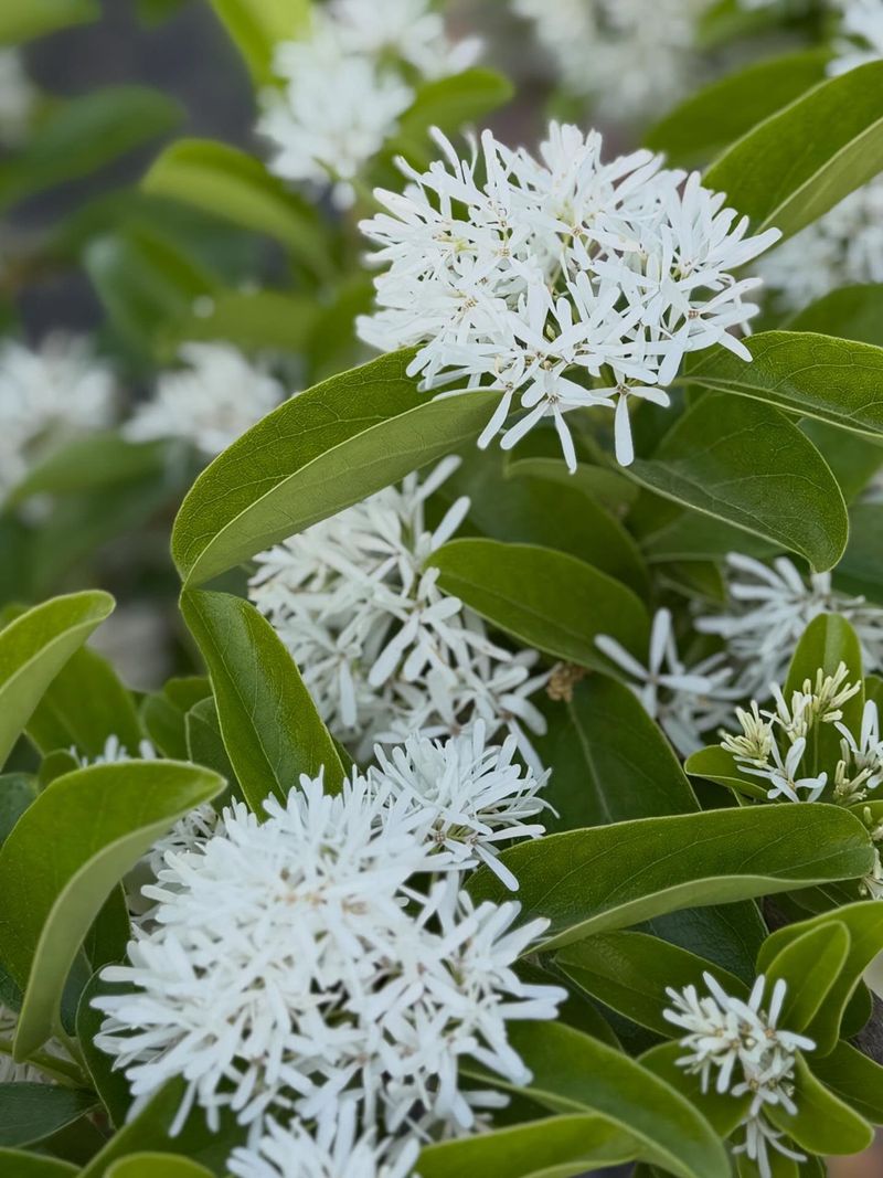 Rising Popularity Among Native Plant Fans