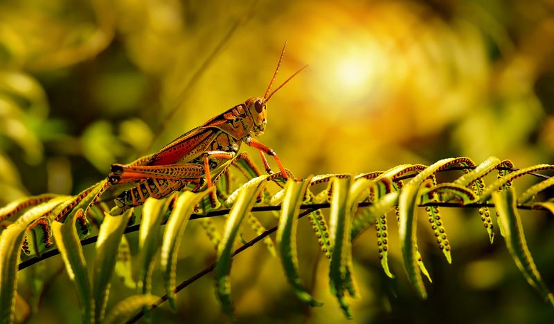 Rising Temperatures Accelerate Grasshopper Development Rates