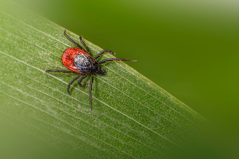 Rising Tick Populations Across Kentucky Rising Tick Populations Across Kentucky