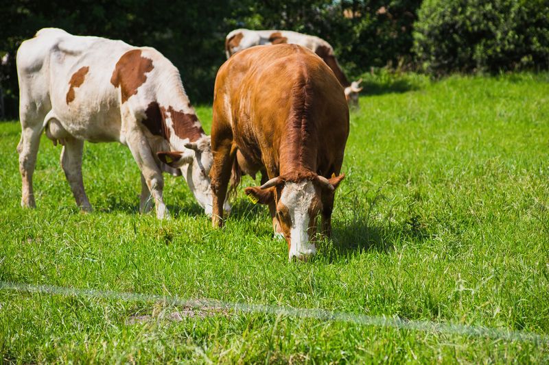 Risks It Poses To Livestock And Pastures