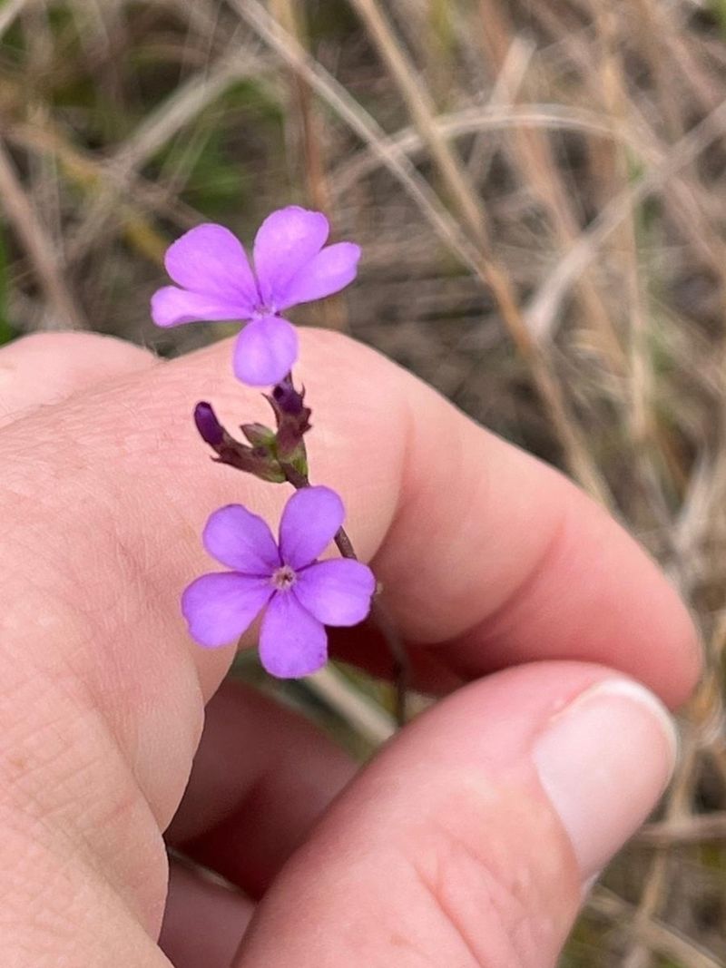 Risks Of Planting Bluehearts Near Other Garden Plants