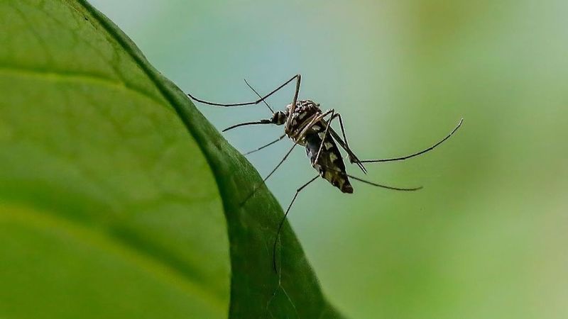Risks That Set This Species Apart From Local Mosquitoes Risks That Set This Species Apart From Local Mosquitoes