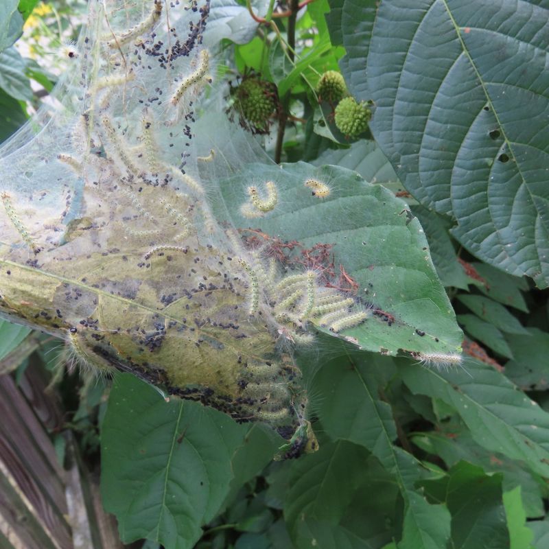 Risks These Nests Pose To Tree Health Over Time