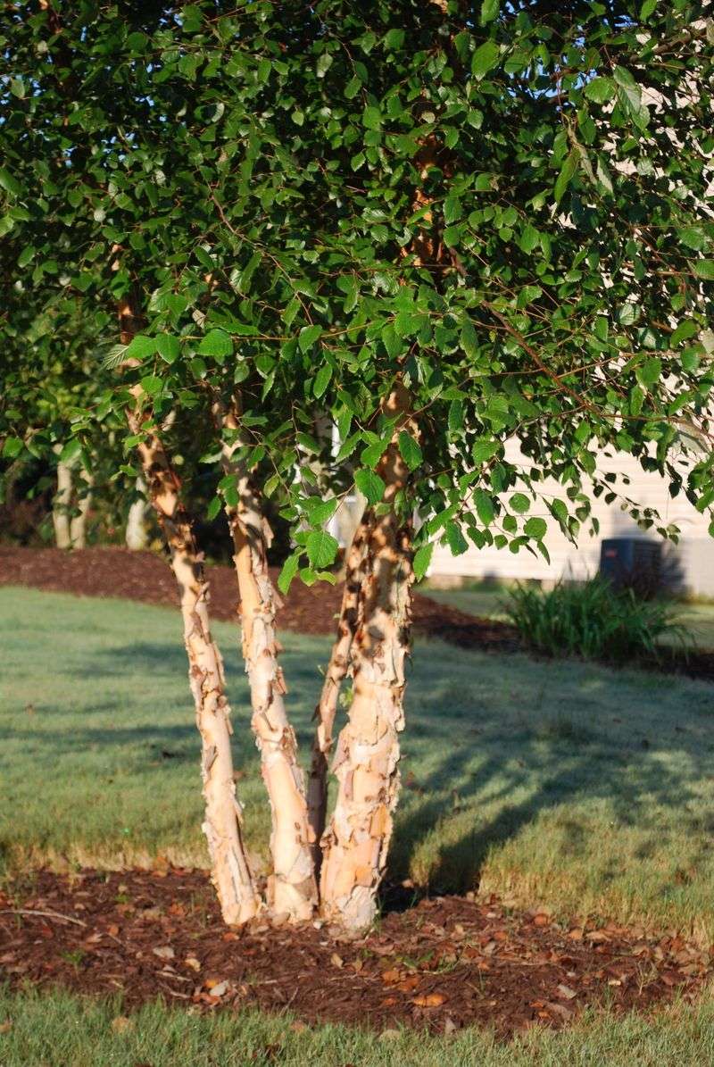 River Birch Thrives Where Your Yard Stays Wet River Birch Thrives Where Your Yard Stays Wet