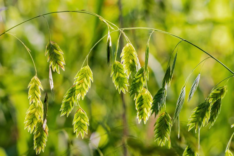 River Oats River Oats