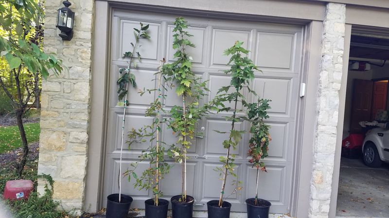 Riverside Native Trees And Nursery Grows The Next Generation Of Ohio Shade Riverside Native Trees And Nursery Grows The Next Generation Of Ohio Shade