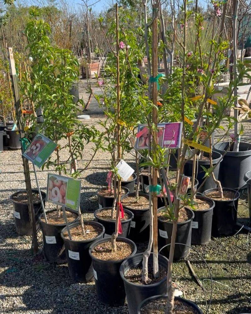 Riverside Runs A Seasonal Free Shade Tree Program Riverside Runs A Seasonal Free Shade Tree Program