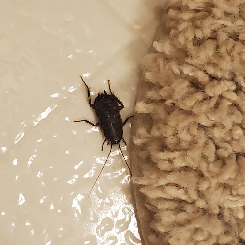 Roaches And Other Insects Can Keep It Hunting Nearby