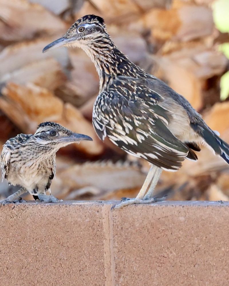 Roadrunners Choose Quiet Places To Raise Young Roadrunners Choose Quiet Places To Raise Young