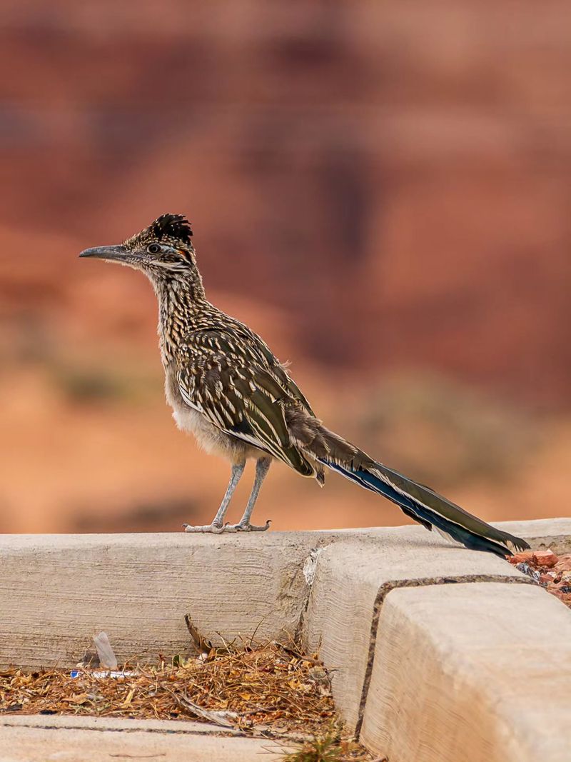 Roadrunners May Return To The Same Area Again Roadrunners May Return To The Same Area Again