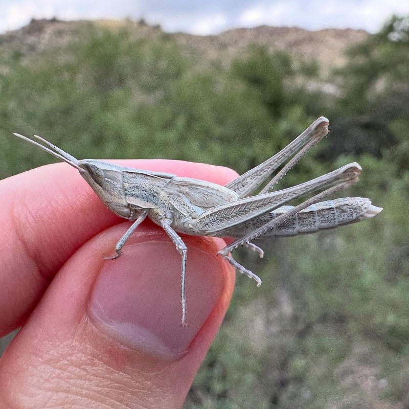 Roadrunners Naturally Hunt Grasshoppers Around Yards Roadrunners Naturally Hunt Grasshoppers Around Yards