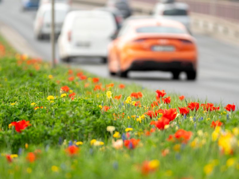 Roadside Seed Mixes Planted For Erosion Control Roadside Seed Mixes Planted For Erosion Control