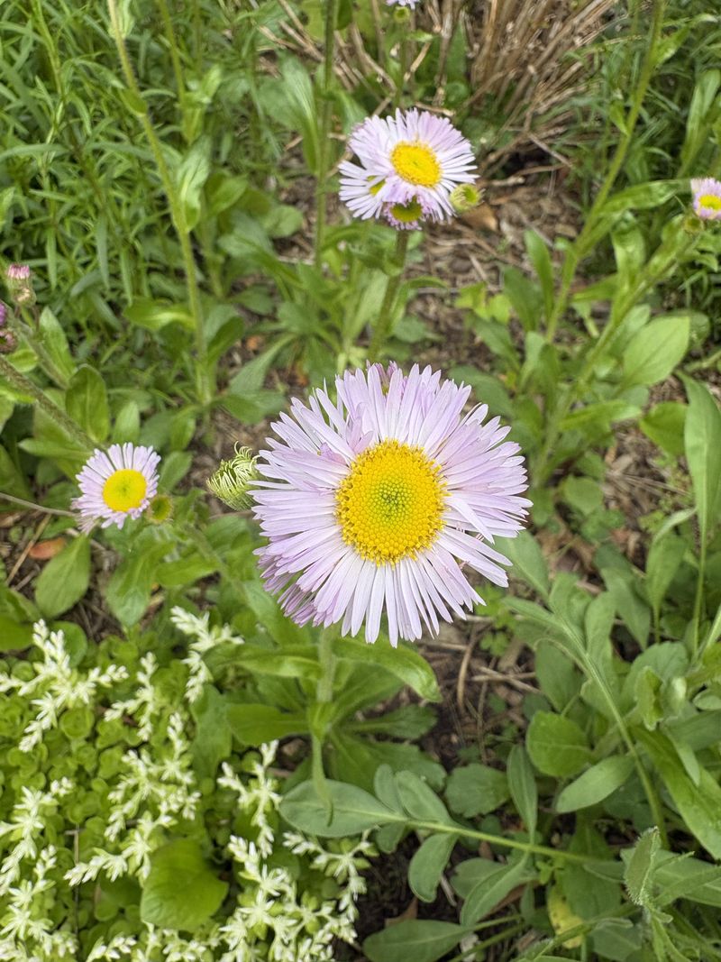 Robin’s Plantain Softens Dry Open Spots Robin’s Plantain Softens Dry Open Spots