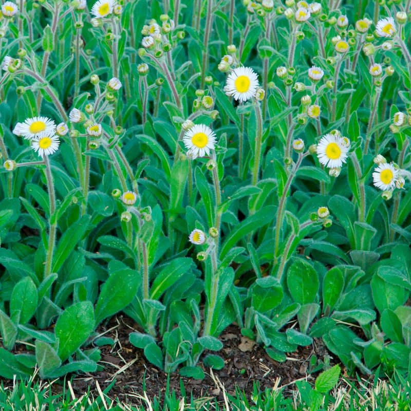 Robin's Plantain Softens The Sunny Fringe Robin's Plantain Softens The Sunny Fringe