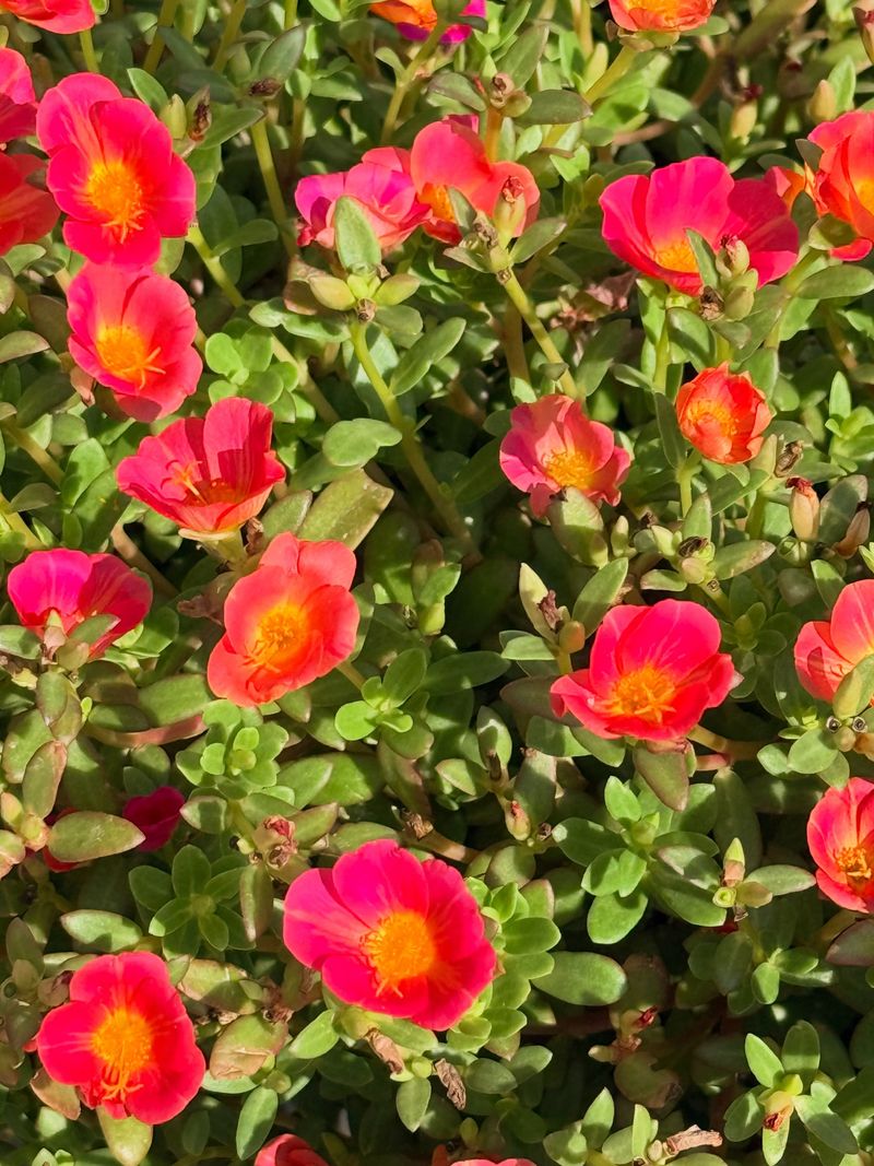 Rock Purslane Brings Bright Flowers To Baking-Hot Beds