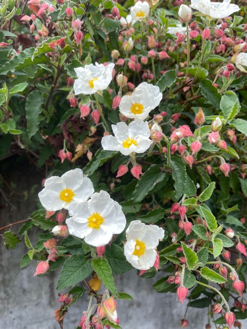 Rock Rose Handles Gravel Beds Without Flopping Apart