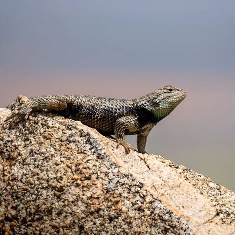 Rocks And Walls Give Them Warm Basking Spots