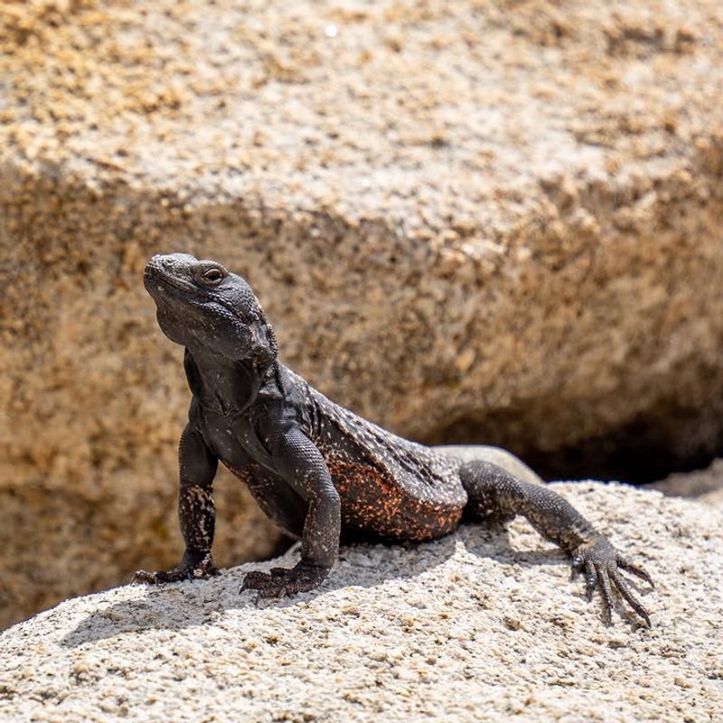 Rocky Crevices Give Them A Safe Place To Hide Rocky Crevices Give Them A Safe Place To Hide