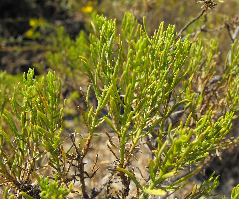 Rocky Desert Ground Fits Its Natural Growing Conditions Rocky Desert Ground Fits Its Natural Growing Conditions