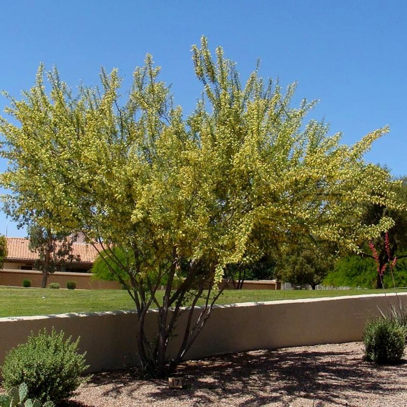 Rocky Ground Is Not A Problem For This Desert Native Rocky Ground Is Not A Problem For This Desert Native