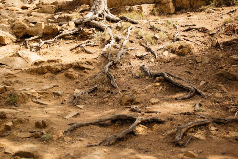 Rocky Terrain Stops Water Pooling At Roots