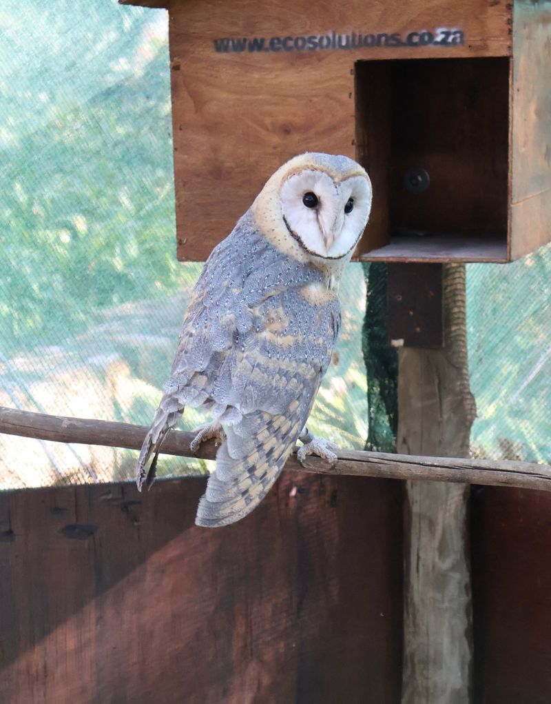 Rodent Poison Can Put The Whole Owl Family At Risk