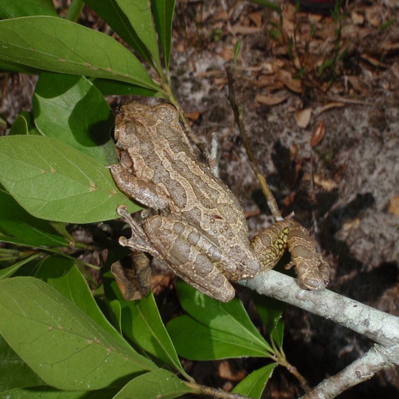 Rodents And Frogs Can Make Dense Plantings Even More Useful
