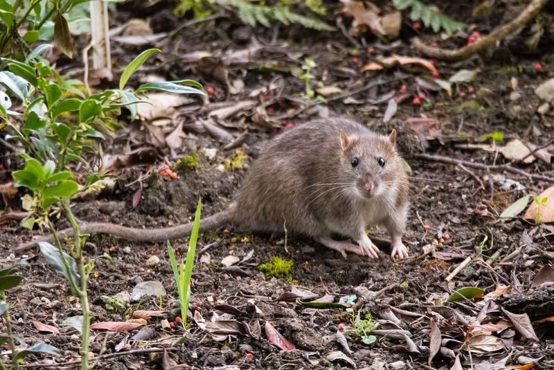 Rodents And Insects Are Giving Them Food