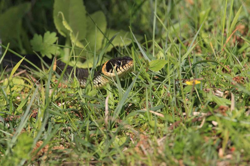 Rodents And Other Prey Can Draw Snakes Into Yards
