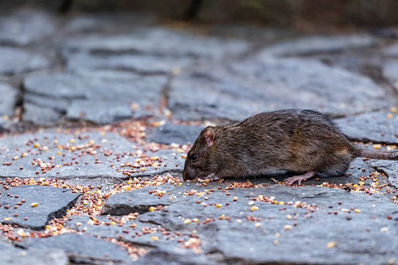 Rodents Are The Real Attraction Rodents Are The Real Attraction