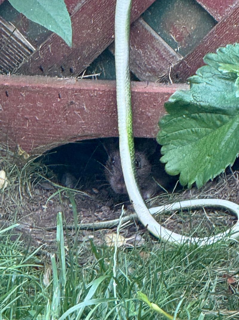 Rodents Can Make A Shrub Bed Much More Interesting