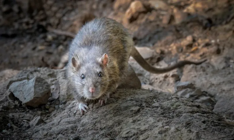 Rodents Can Make The Same Messy Corner More Useful
