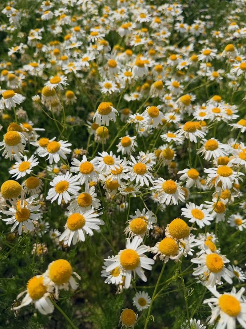 Roman Chamomile Releasing Scent With Every Step Roman Chamomile Releasing Scent With Every Step