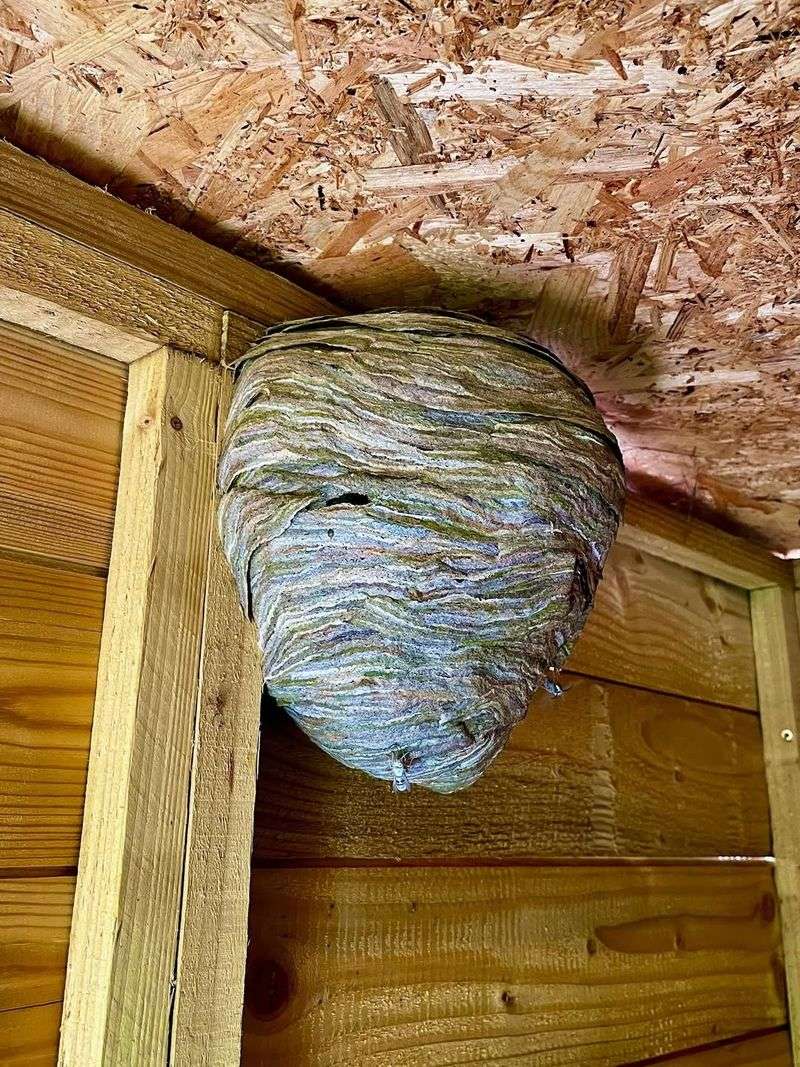Roof Overhangs Protect New Nests Roof Overhangs Protect New Nests