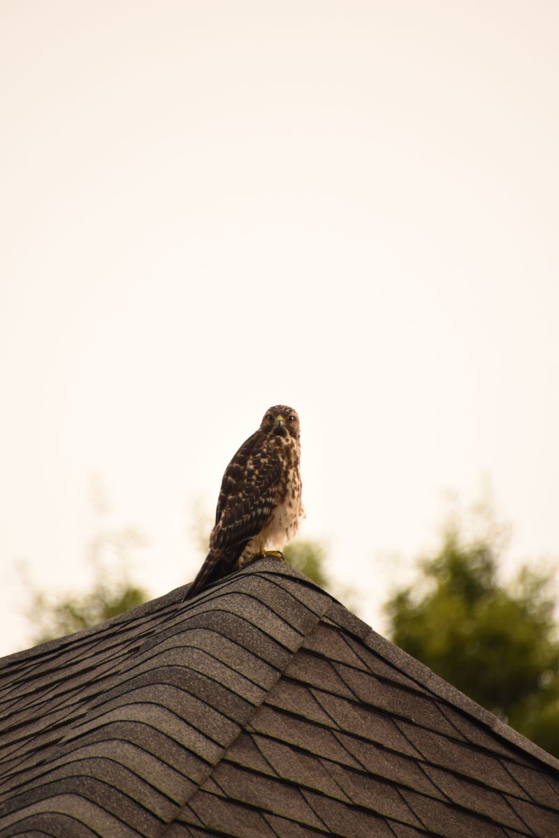 Rooflines Where Hawks Like To Perch