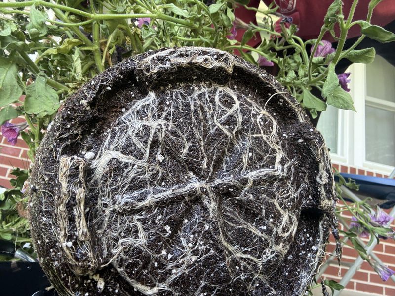 Root Bound Containers Limit Continued Summer Flowering Root Bound Containers Limit Continued Summer Flowering