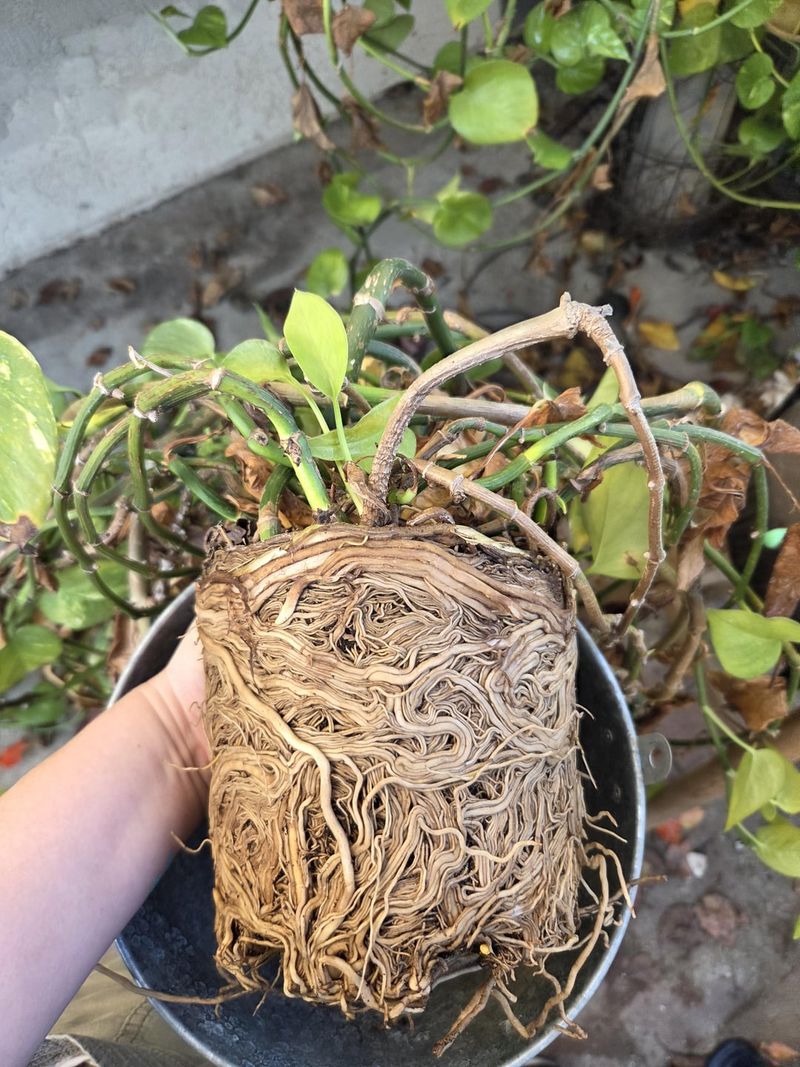 Root-Bound Plants Run Out Of Moisture Faster