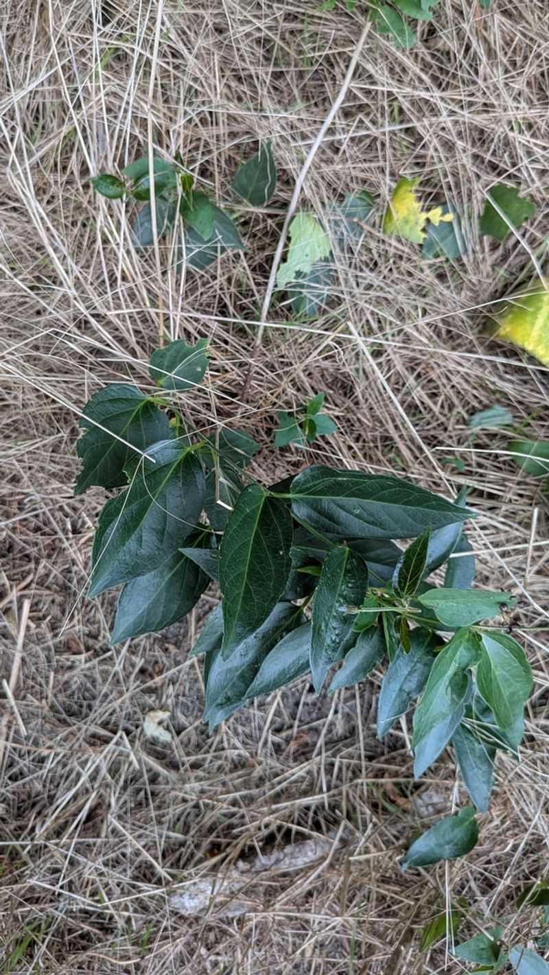 Root Crowns Can Turn One Cut Into A Repeat Chore