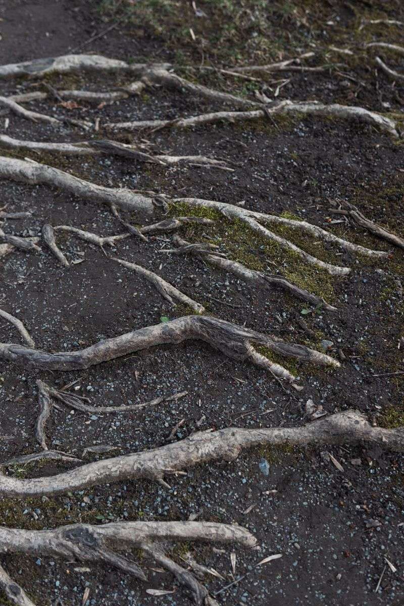Root Damage And Compacted Soil As Hidden Causes