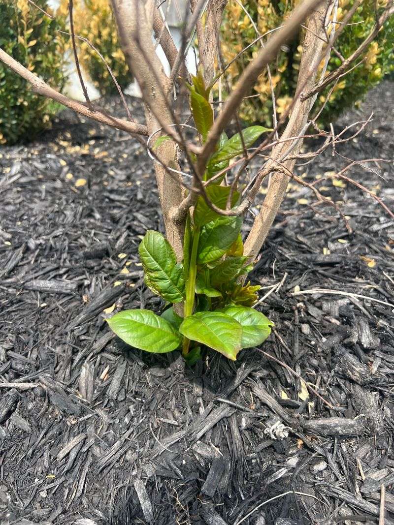 Root Damage Can Push New Growth From The Base
