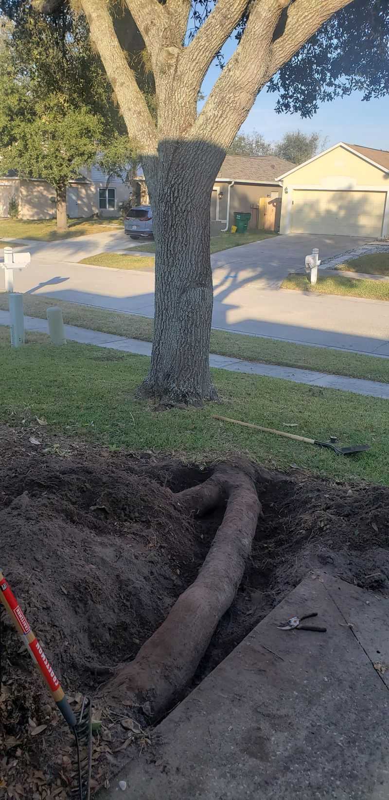 Root Damage Can Turn Into A Property Dispute Root Damage Can Turn Into A Property Dispute