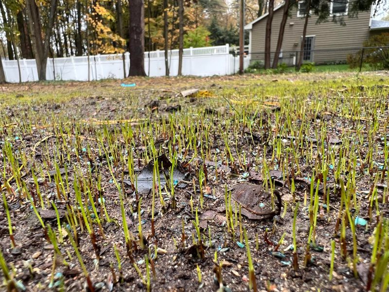 Root Development Delays That Carry Into Next Spring
