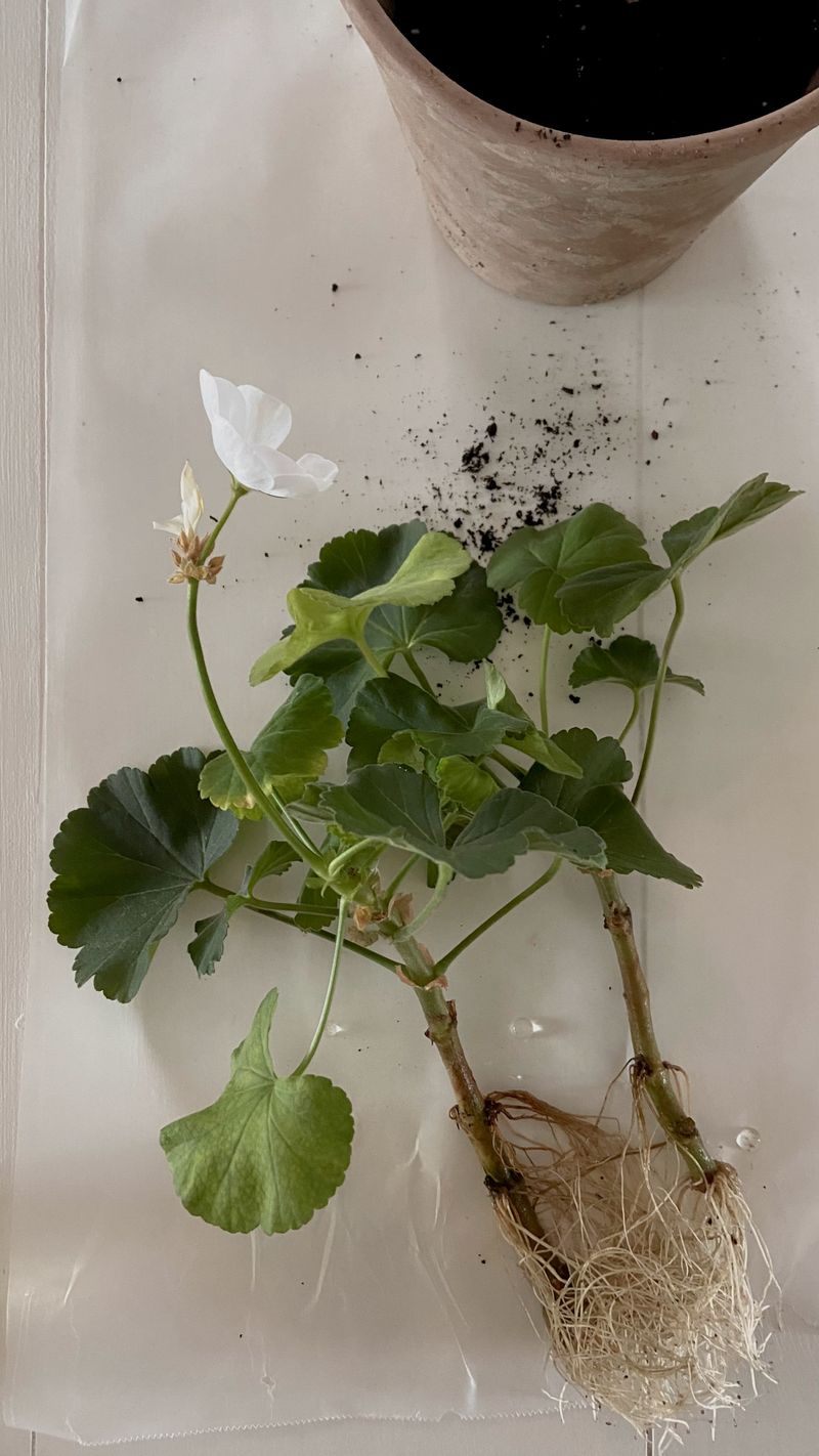 Root Geranium Tips For New Pots Root Geranium Tips For New Pots