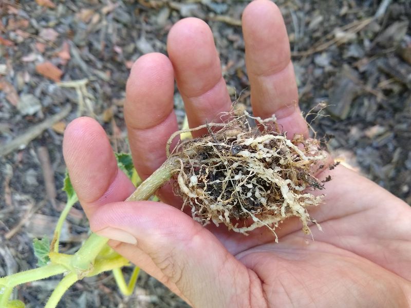 Root-Knot Nematodes Do Not Stop It As Easily As Okra