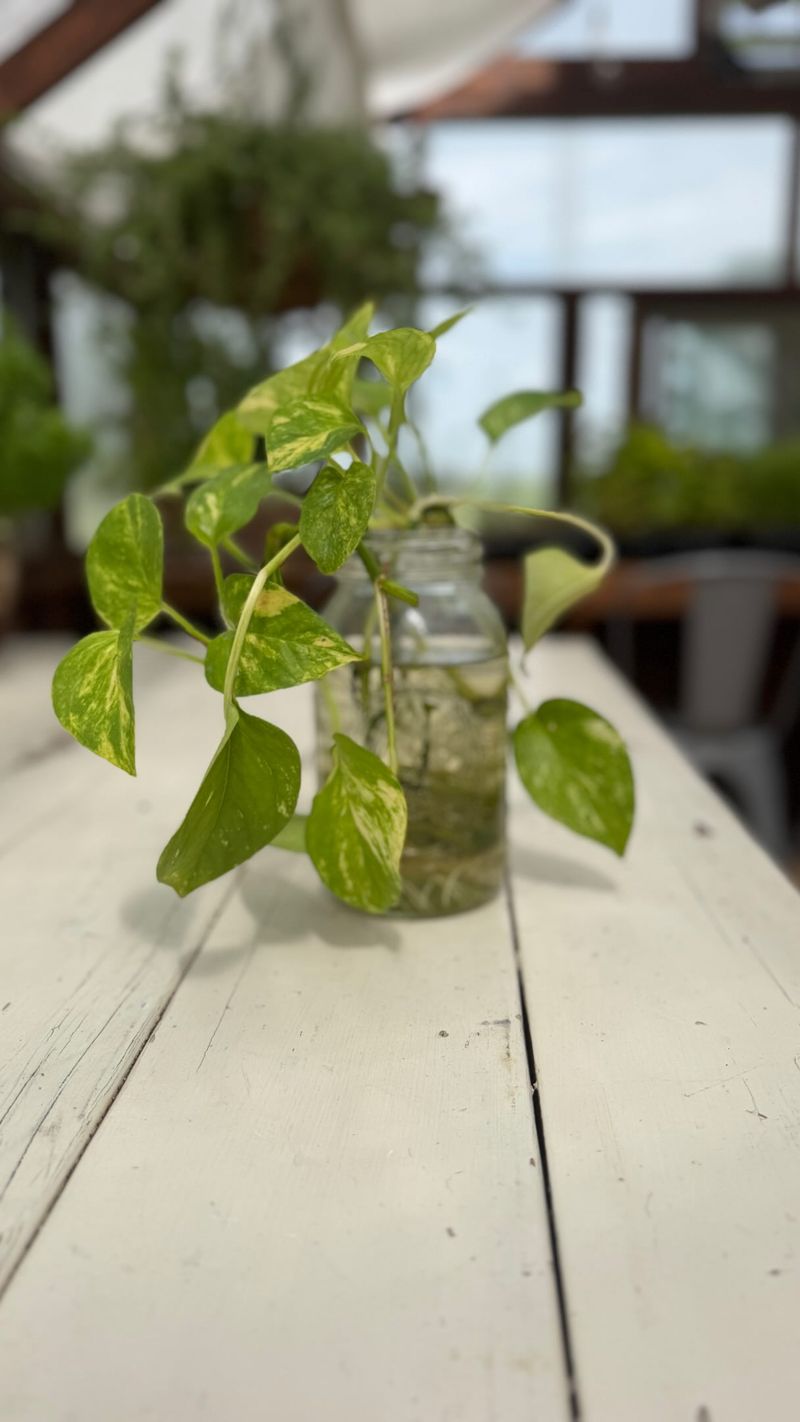 Root Pothos For Indoor Containers Root Pothos For Indoor Containers