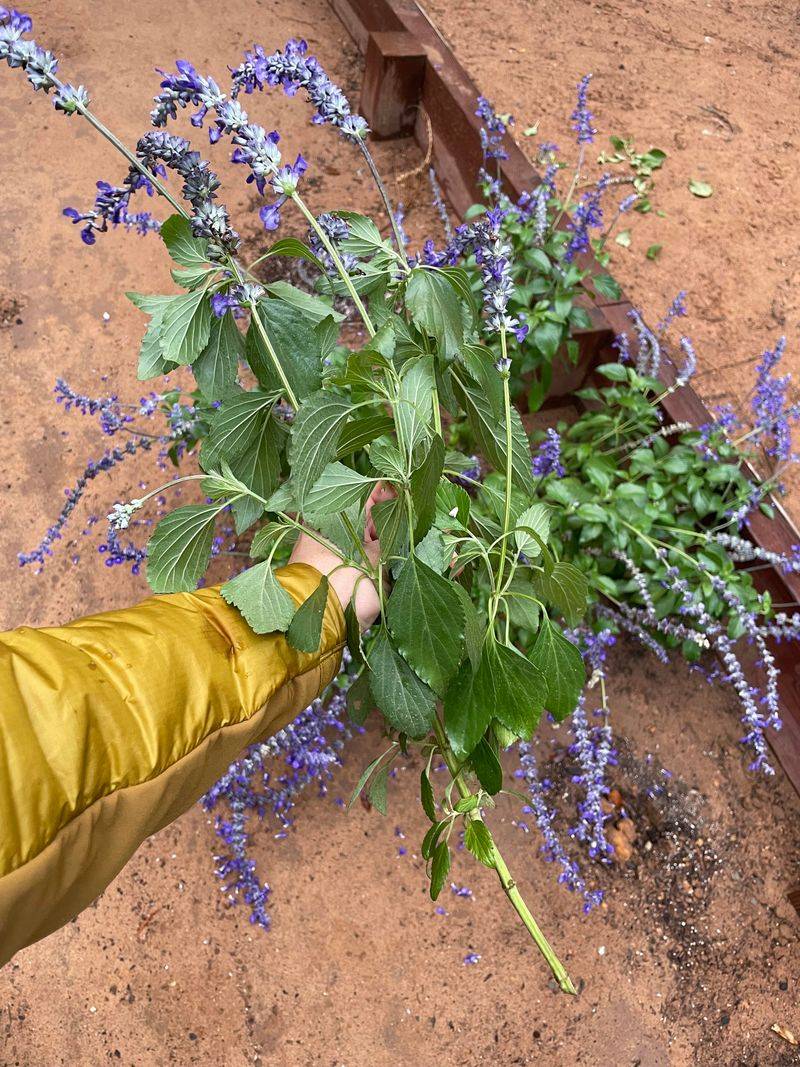 Root Salvia Tips From Fresh Growth