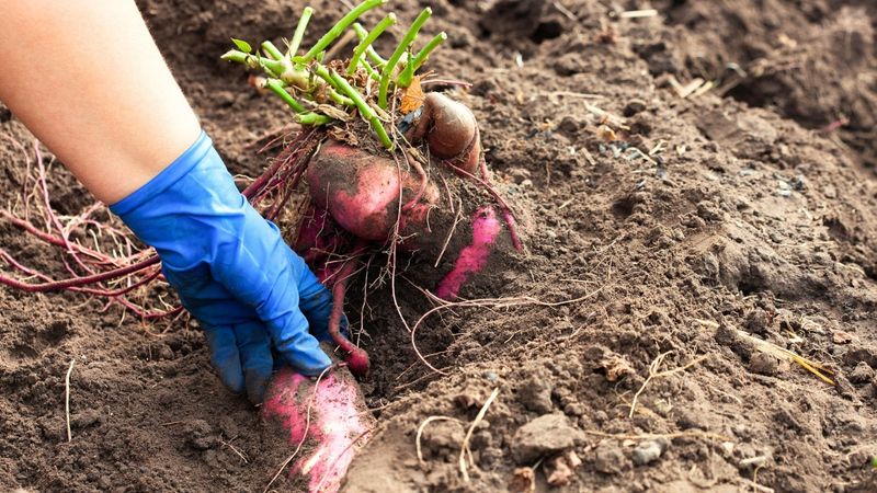Root Size Gives The Clearest Harvest Clue Root Size Gives The Clearest Harvest Clue